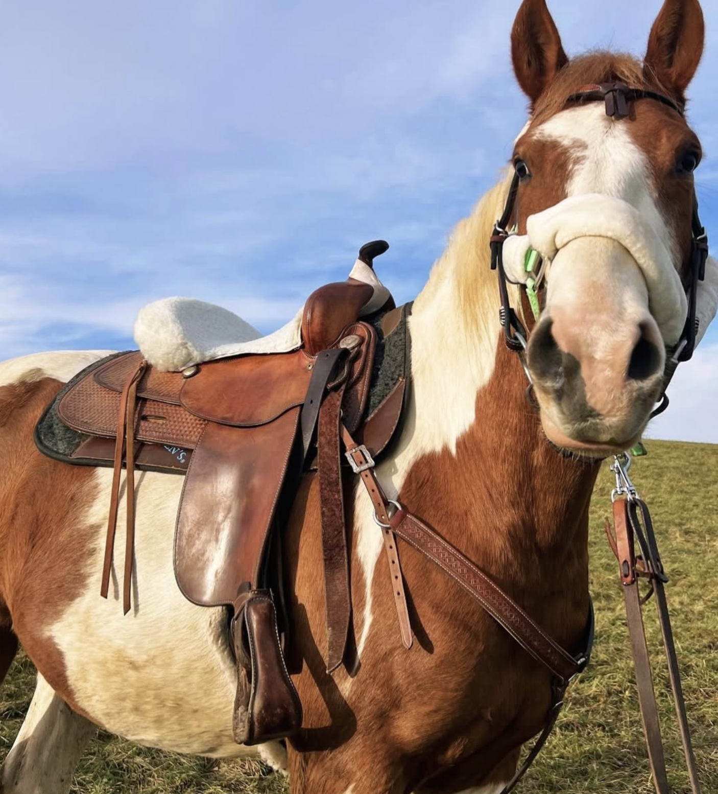 Kôň z Ranch Monty