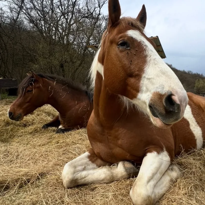 Kone z Ranch Monty – fotografia 5